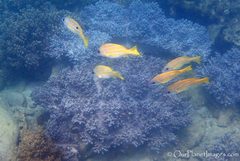 Schooling snapper
