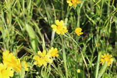 Amblyolepis setigera