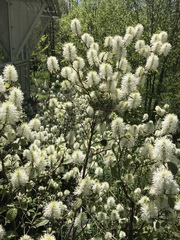 Fothergilla