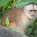 Marañón White-fronted Capuchin - Photo (c) Don Marsille, some rights reserved (CC BY-NC), uploaded by Don Marsille