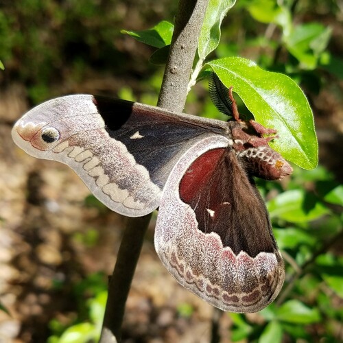 Promethea moth
