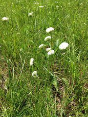 Marshallia caespitosa