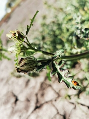 Hibiscus tridactylites, photograph Margaret Donald, CC BY, iNaturalist via GBIF