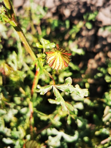 Image of Hibiscus tridactylites by (c) Margaret Donald, some rights reserved (CC BY)
