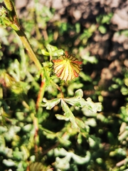 Hibiscus tridactylites, photograph Margaret Donald, CC BY, iNaturalist via GBIF
