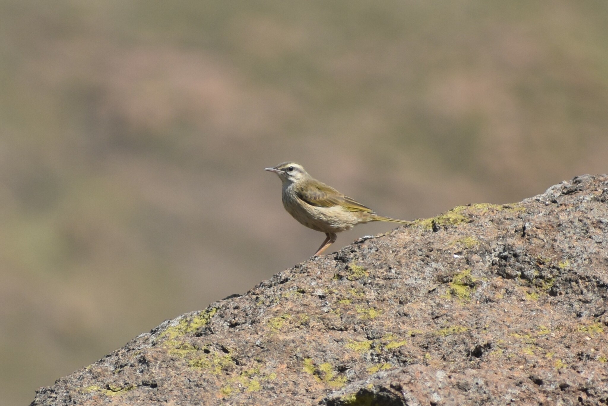 African Rock Pipit (Anthus crenatus), photo 4