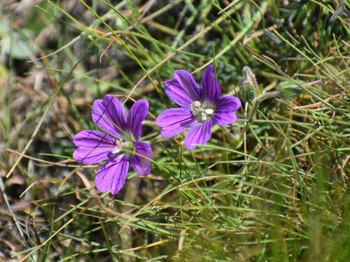 Lesotho Cranesbill (Geranium brycei)