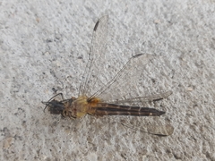 Pachydiplax longipennis