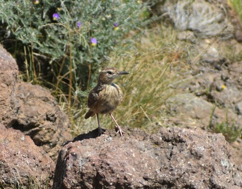 Eastern Long-billed Lark (Certhilauda semitorquata)
