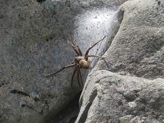 Dolomedes aquaticus