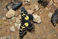 Chlosyne poecile