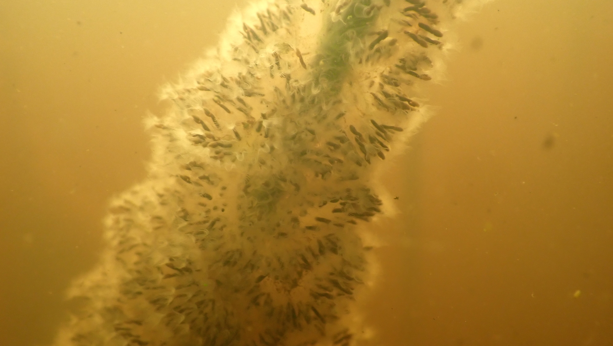 Cristatella mucedo Cuvier, 1798