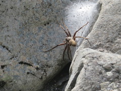 Dolomedes aquaticus