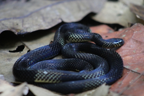 Putumayo Coralsnake