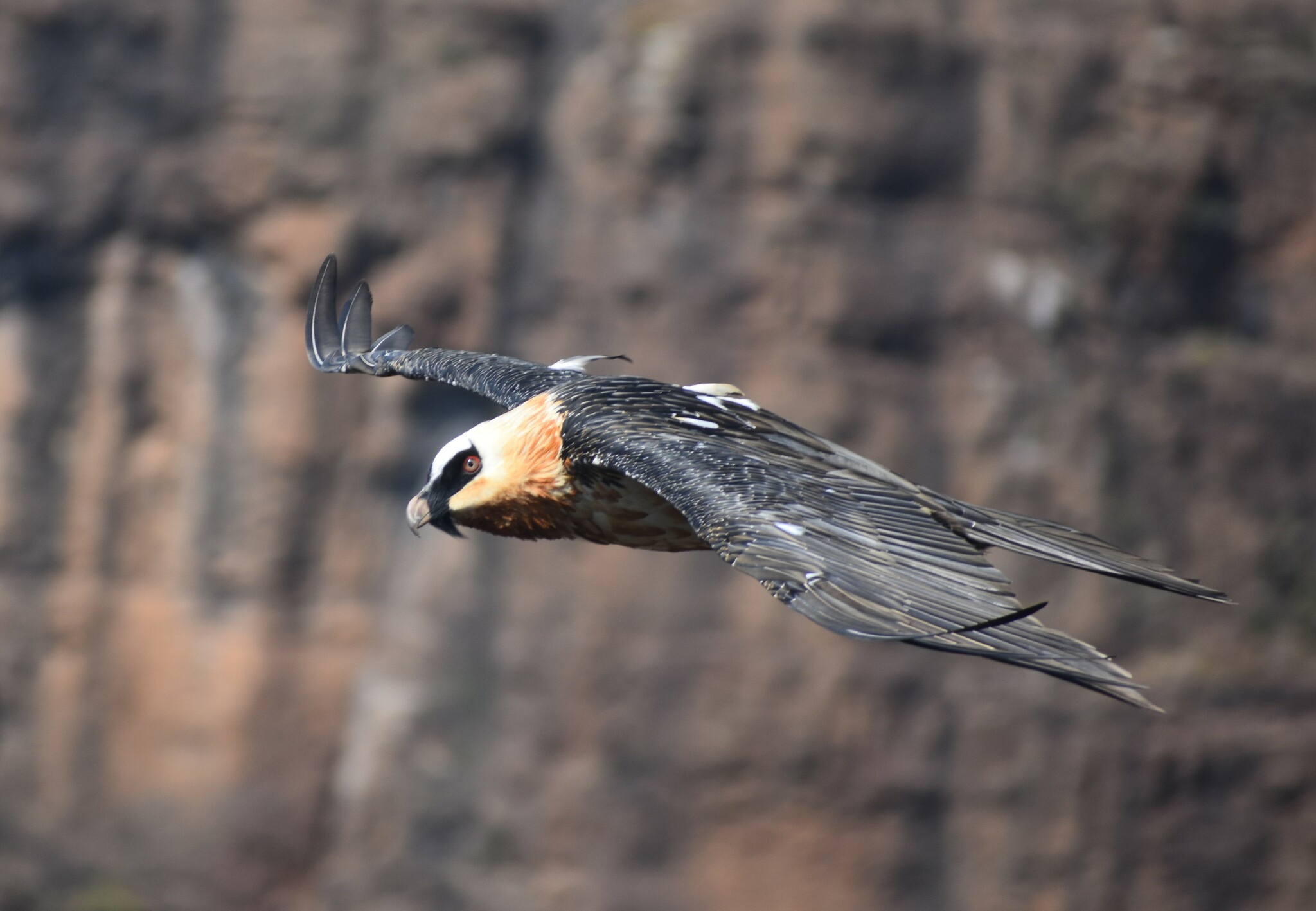 Bearded Vulture (Gypaetus barbatus)