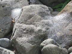 Dolomedes aquaticus