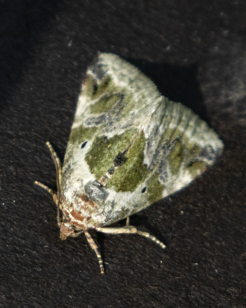 Blackdotted Glyph from Bell County, TX, USA, Gravel Crossing on March