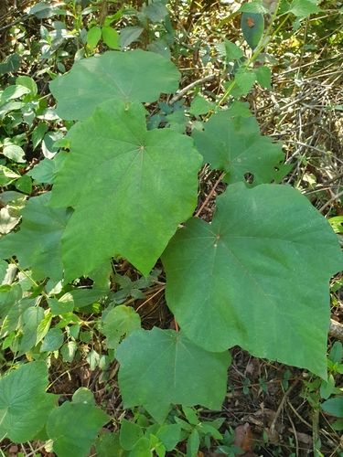 Foto de Embaúba