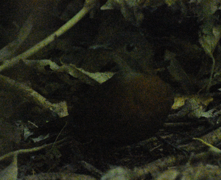 Grey-throated Leaftosser (Sclerurus albigularis)