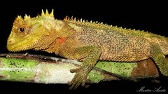 Boulenger's Dwarf Iguana photo 2
