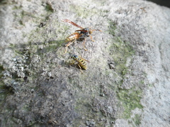 Polistes buyssoni