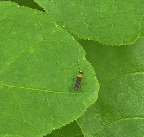 Yellow-tipped Soldier Beetle photo 5