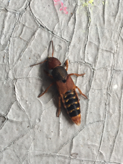 Platydracus immaculatus