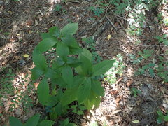 Odontonema callistachyum