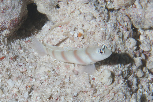 Steinitz's Shrimpgoby — seen at this dive site