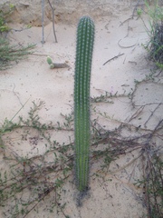 Pilosocereus catingicola salvadorensis