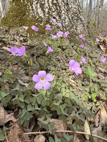 Violet wood-sorrel (Oxalis violacea)
