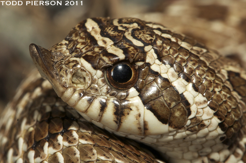 Western Hognose Snake (Heterodon nasicus) playing dead {!--서부