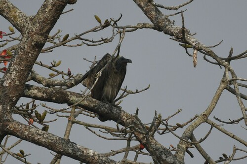 Slender-billed Vulture (Gyps tenuirostris), photo 7