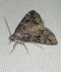 Eubolina impartialis