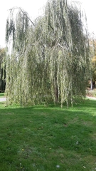 Salix × pendulina