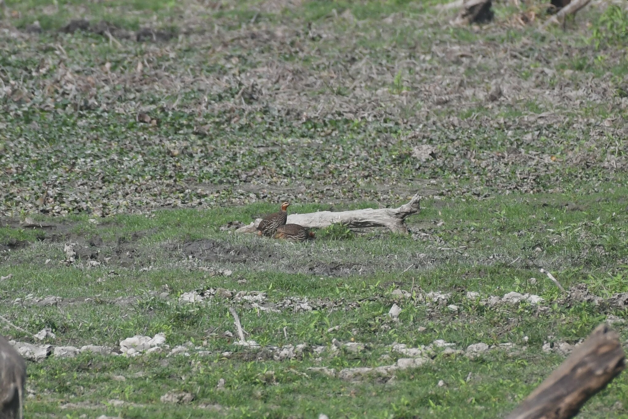 Swamp Francolin (Ortygornis gularis), photo 3