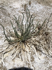 Ivesia kingii eremica