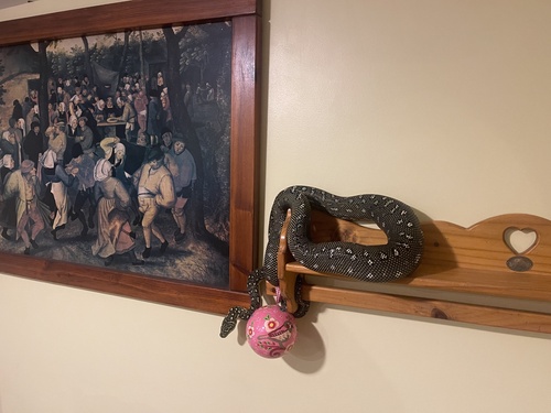 Diamond Python sighting