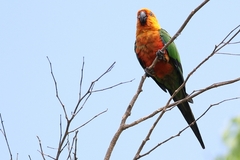 Jandaya Parakeet photo 2