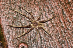 Phoneutria boliviensis