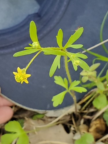 Image of Ranunculus micranthus by no rights reserved