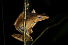 False File-Eared Tree Frog photo 2