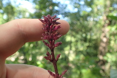 Odontonema callistachyum