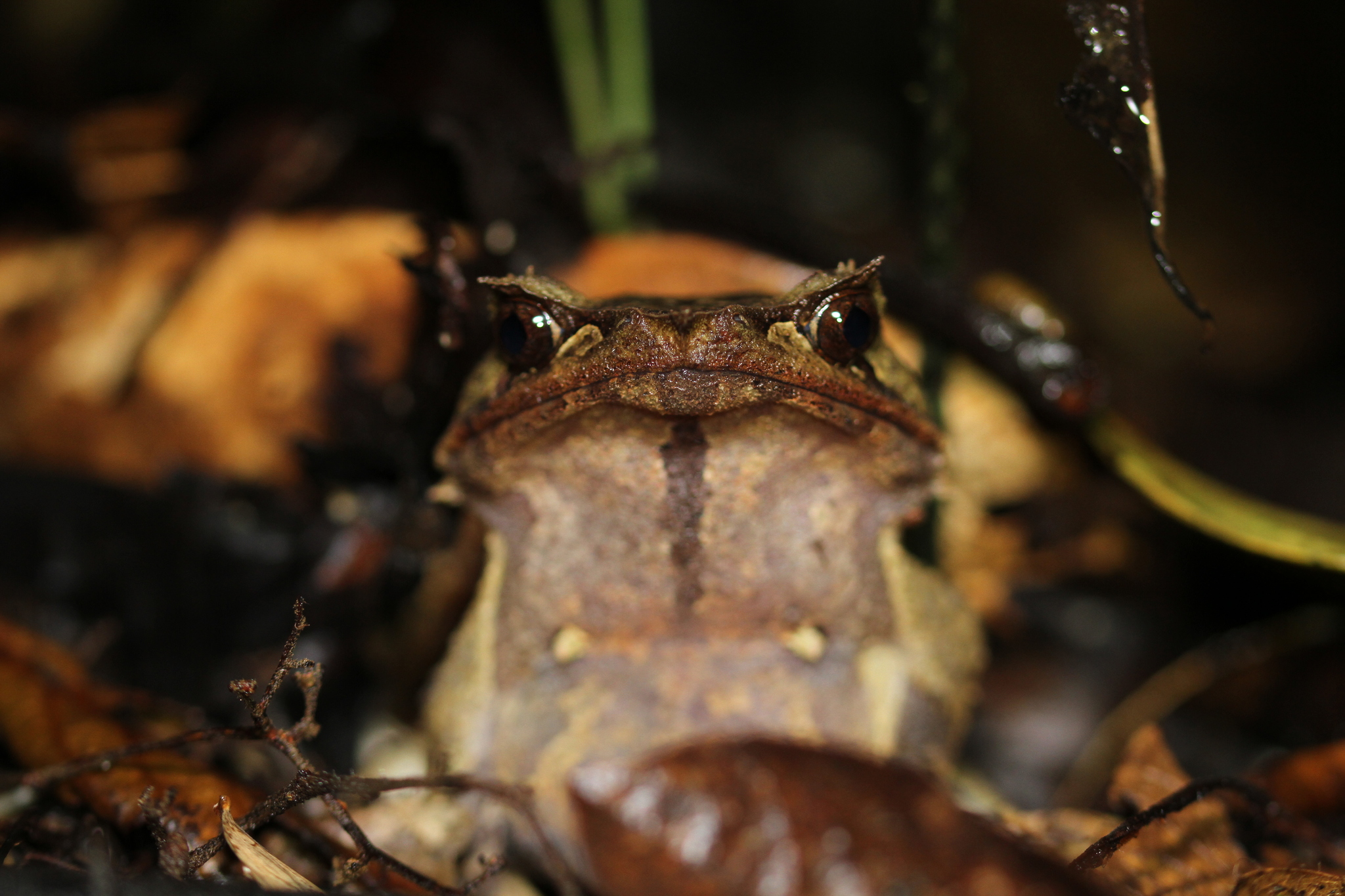 Sumatra Horned Toad, Megophrys parallela