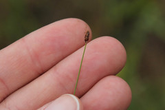 Eleocharis tenuis verrucosa