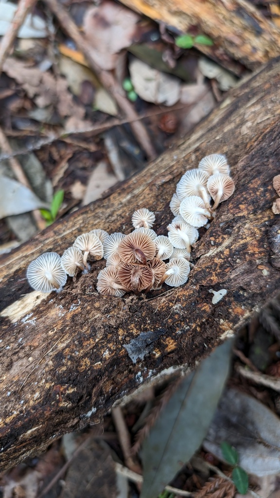 Mycena laevigata · April 2024 · photo: © atsushi_nakajima_cirque (iNaturalist, cc-by)