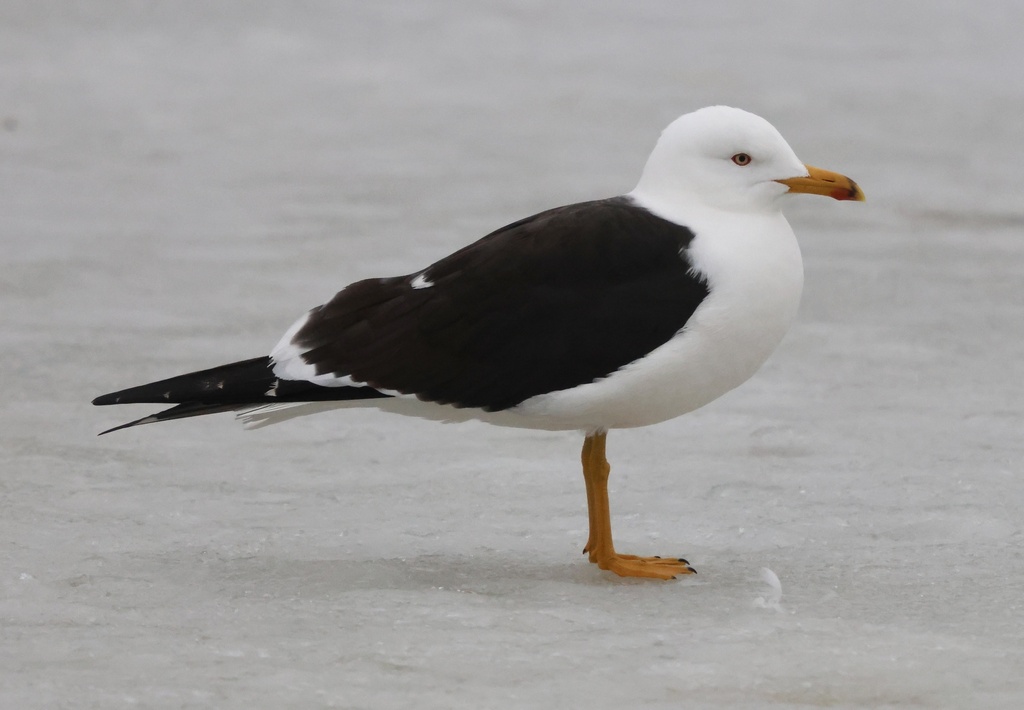 Lesser Black-backed Gull (Larus fuscus) photo
