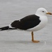 Lesser Black-backed Gull - Photo (c) Antti Henttonen, some rights reserved (CC BY-NC), uploaded by Antti Henttonen