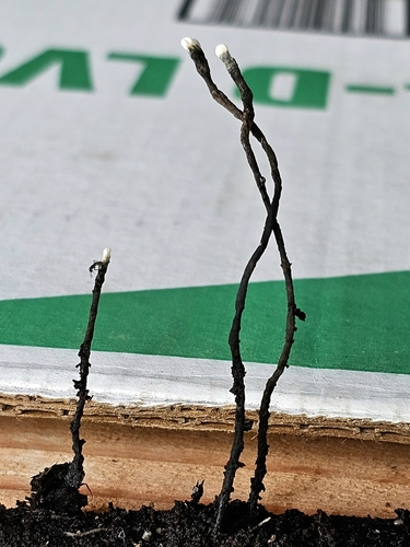 Xylaria hypoxylon observed 2024-03-07
