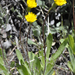 Agoseris heterophylla - Photo (c) Bob Sweatt,  זכויות יוצרים חלקיות (CC BY-NC), הועלה על ידי Bob Sweatt